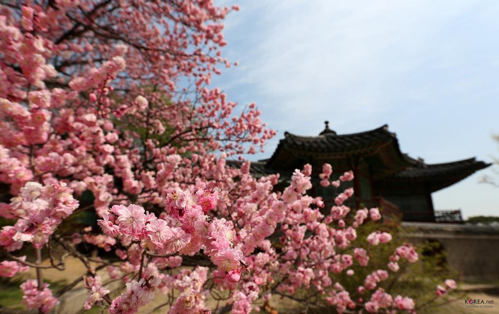 Seoul Forest Guesthouse Buitenkant foto